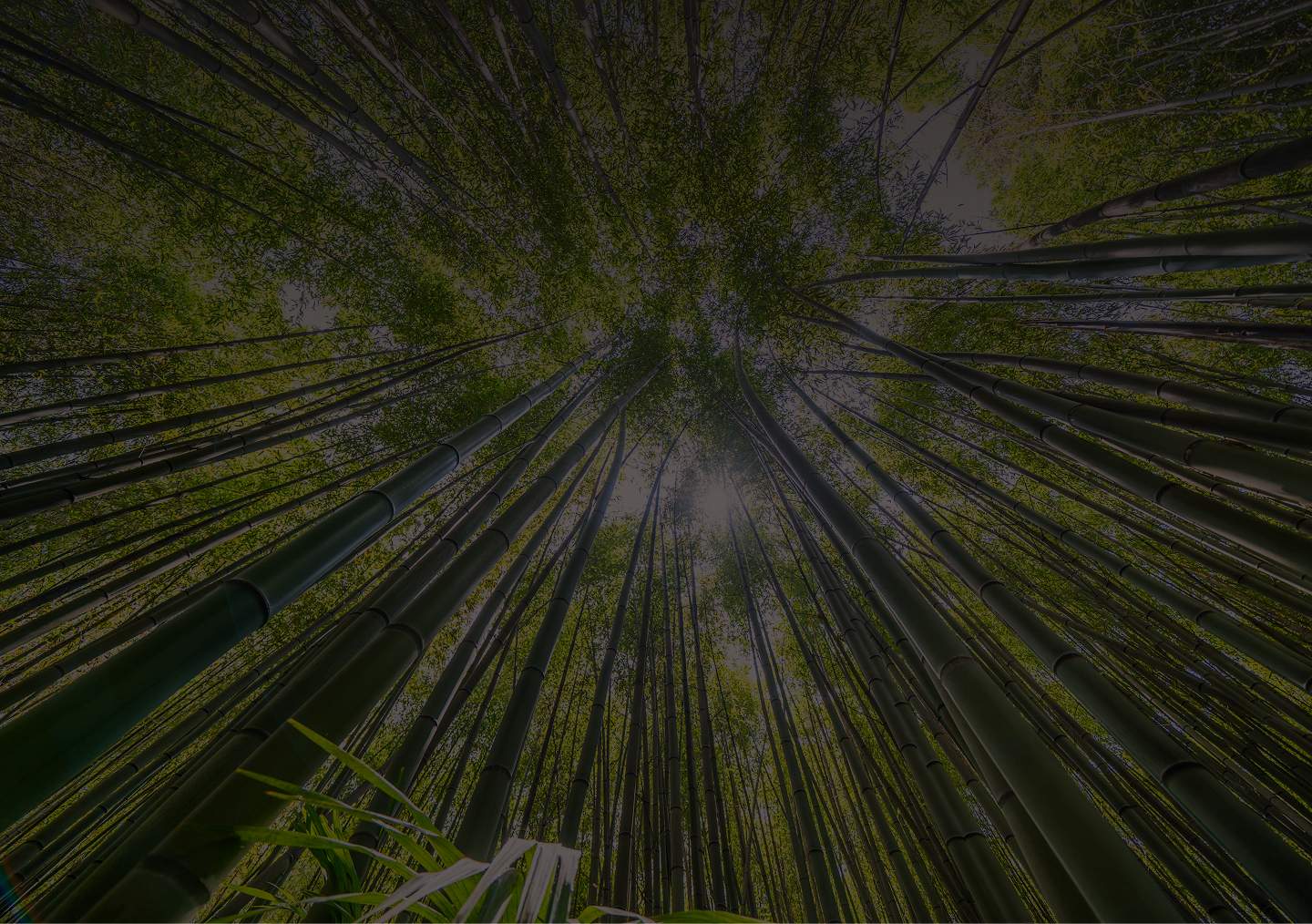 Vue en contre-plongée d’une forêt dense de bambous avec lumière naturelle filtrant à travers les feuillages