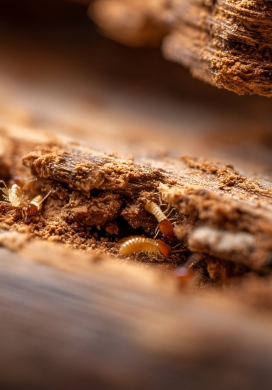 Termites et galeries creusées visibles dans du bois infesté